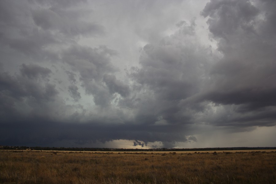 cumulonimbus thunderstorm_base : near North Star, NSW   31 October 2007