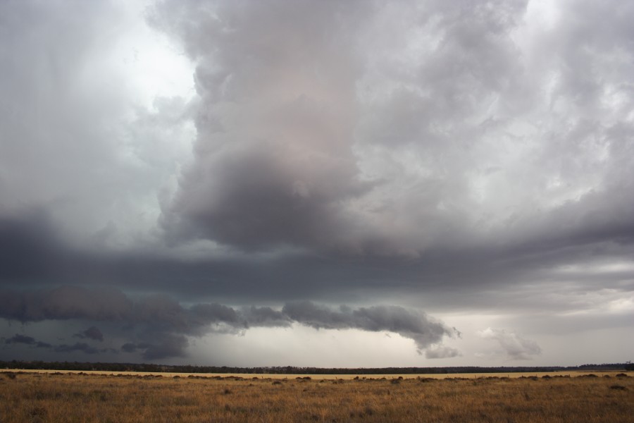 cumulonimbus thunderstorm_base : near North Star, NSW   31 October 2007