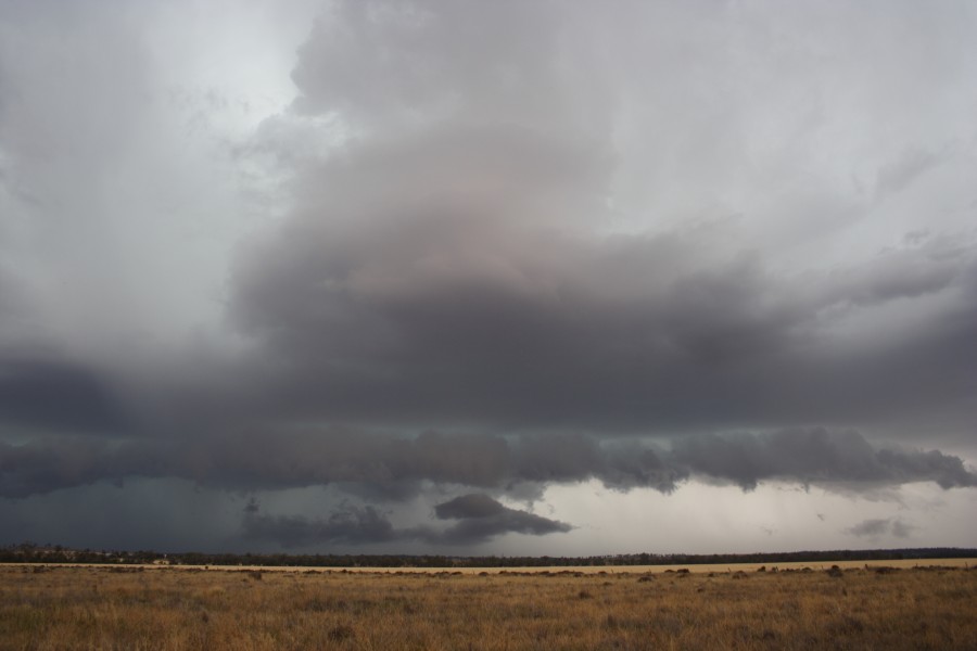 cumulonimbus thunderstorm_base : near North Star, NSW   31 October 2007