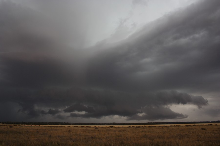 shelfcloud shelf_cloud : near North Star, NSW   31 October 2007