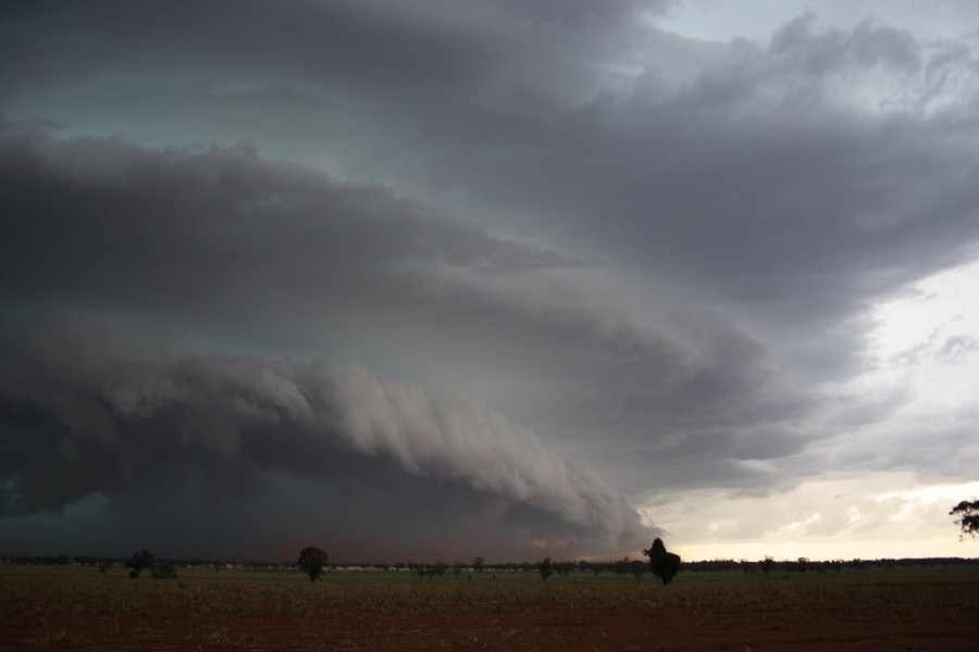 cumulonimbus thunderstorm_base : near North Star, NSW   31 October 2007