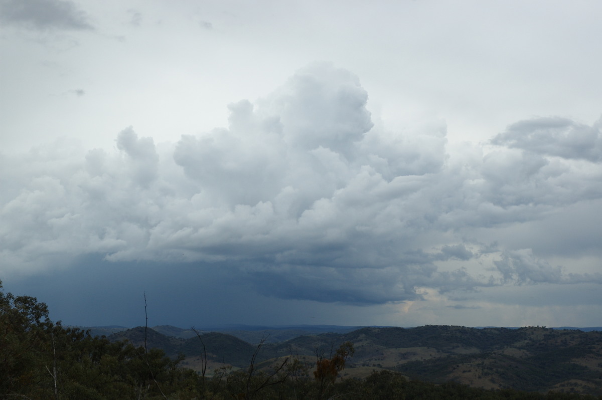 cumulus congestus : W of Tenterfield, NSW   23 November 2007