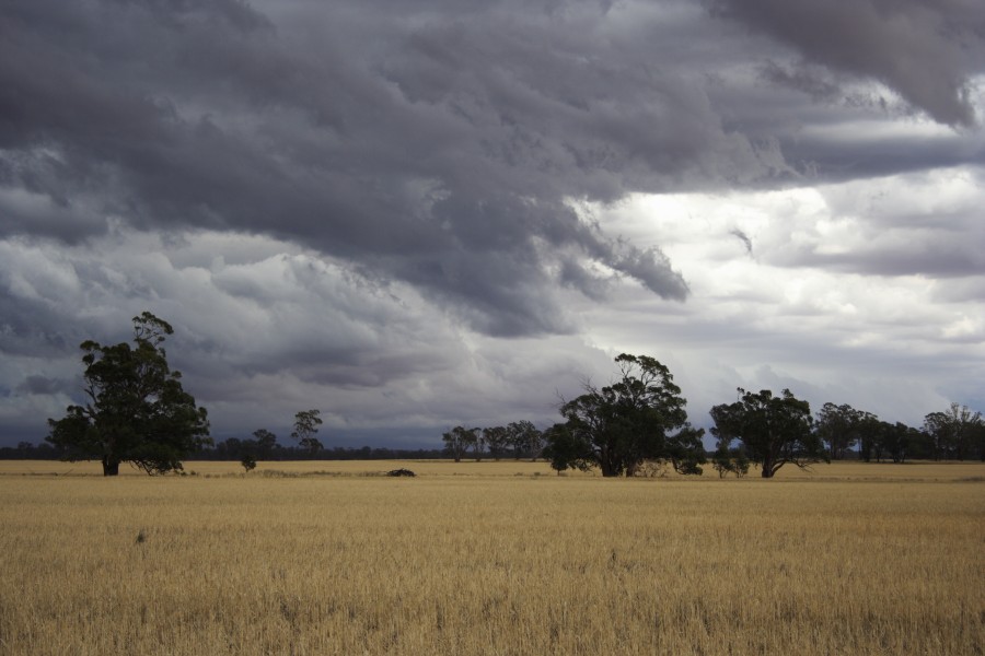 cumulonimbus thunderstorm_base : SW of Narromine, NSW   3 December 2007