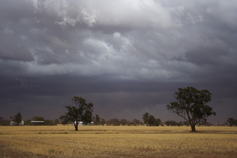 shelfcloud shelf_cloud : SW of Narromine, NSW   3 December 2007