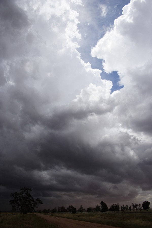 updraft thunderstorm_updrafts : SW of Narromine, NSW   3 December 2007