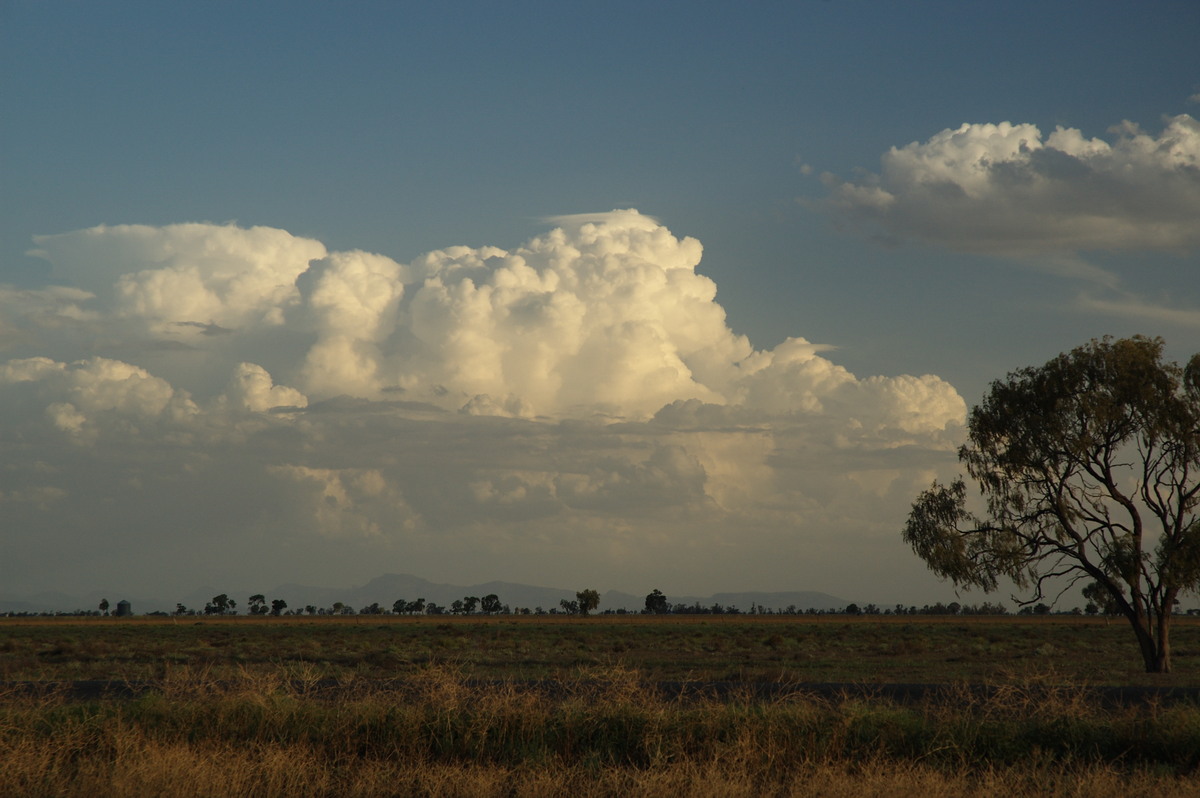 thunderstorm cumulonimbus_calvus : Coonamble, NSW   8 December 2007