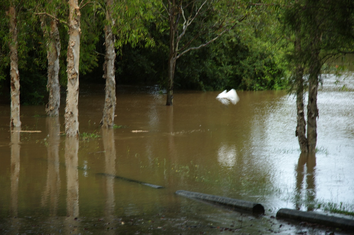 flashflooding flood_pictures : Lismore, NSW   4 January 2008