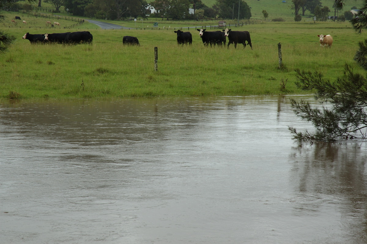 flashflooding flood_pictures : Leycester, NSW   5 January 2008