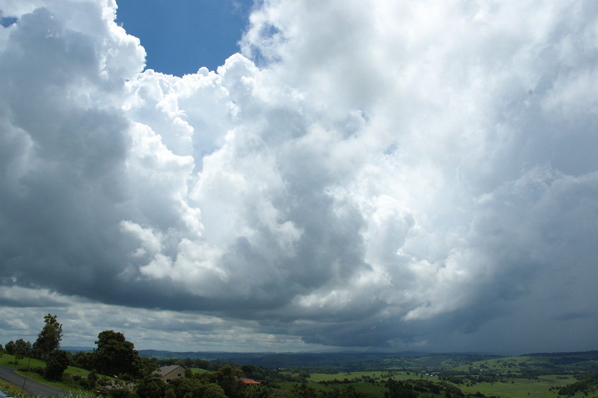 cumulus congestus : McLeans Ridges, NSW   7 January 2008