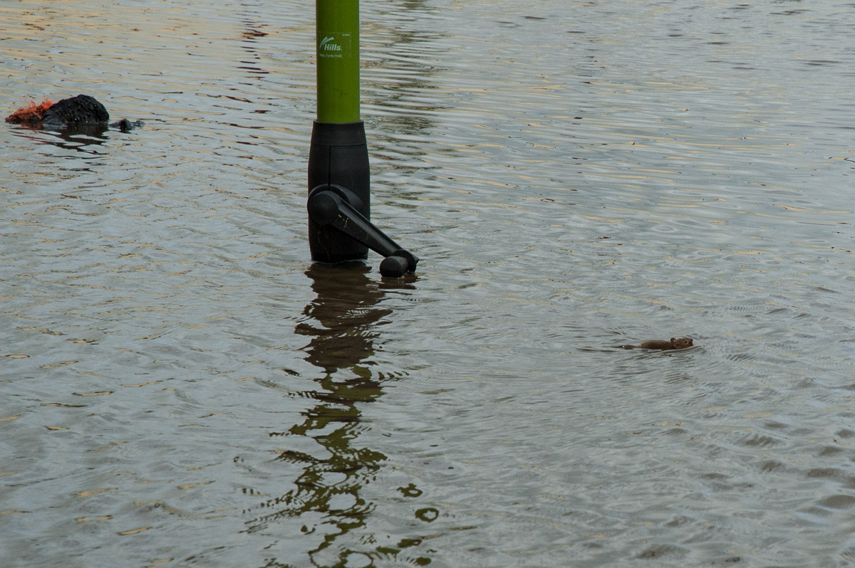 flashflooding flood_pictures : Coraki, NSW   9 January 2008