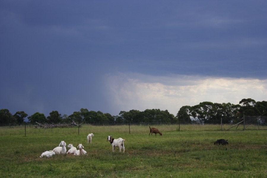 cumulonimbus thunderstorm_base : Schofields, NSW   13 January 2008