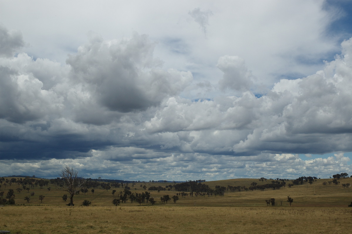 cumulus mediocris : S of Tenterfield, NSW   27 January 2008