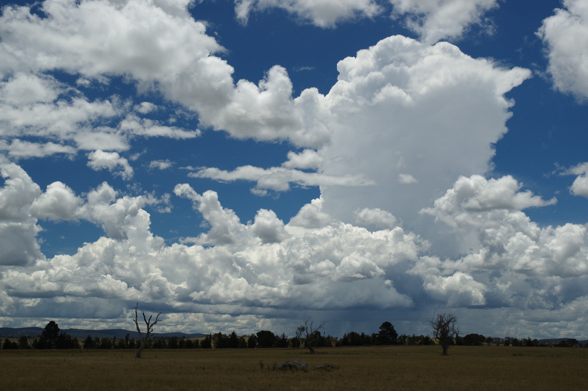 cumulus mediocris : Deepwater, NSW   27 January 2008