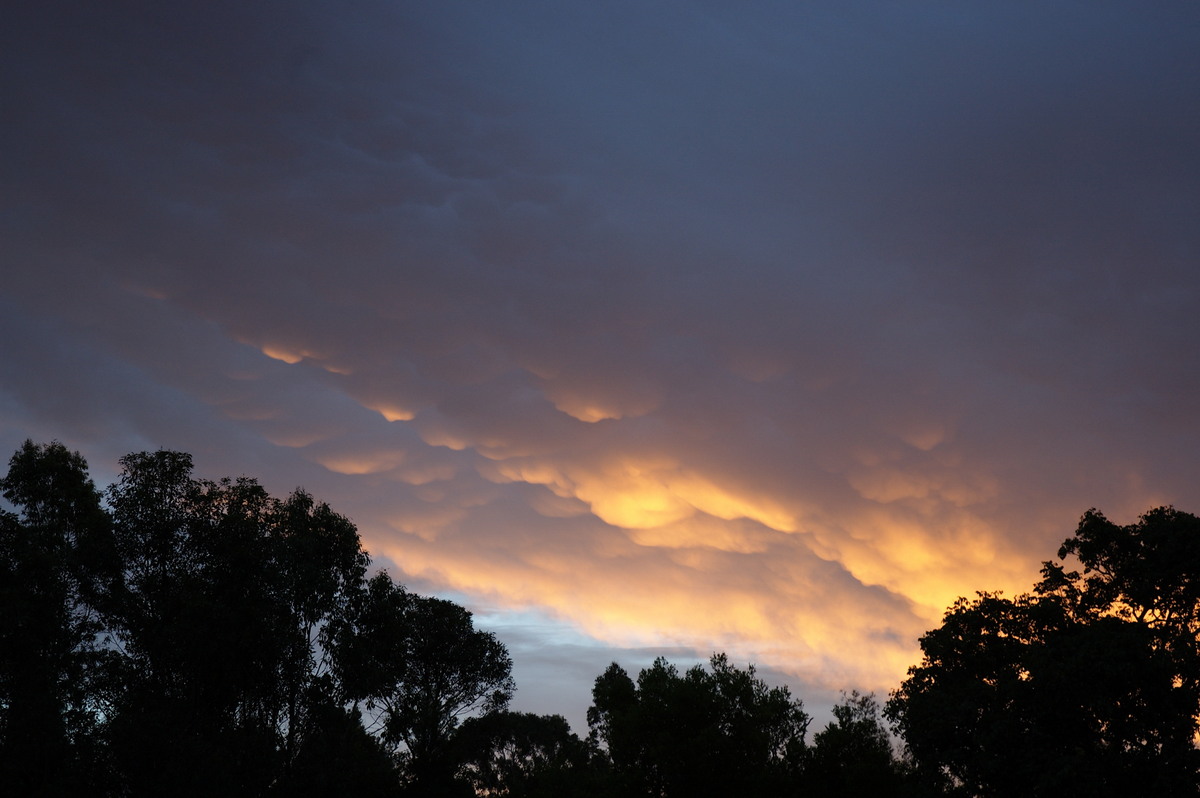 mammatus mammatus_cloud : McLeans Ridges, NSW   10 February 2008