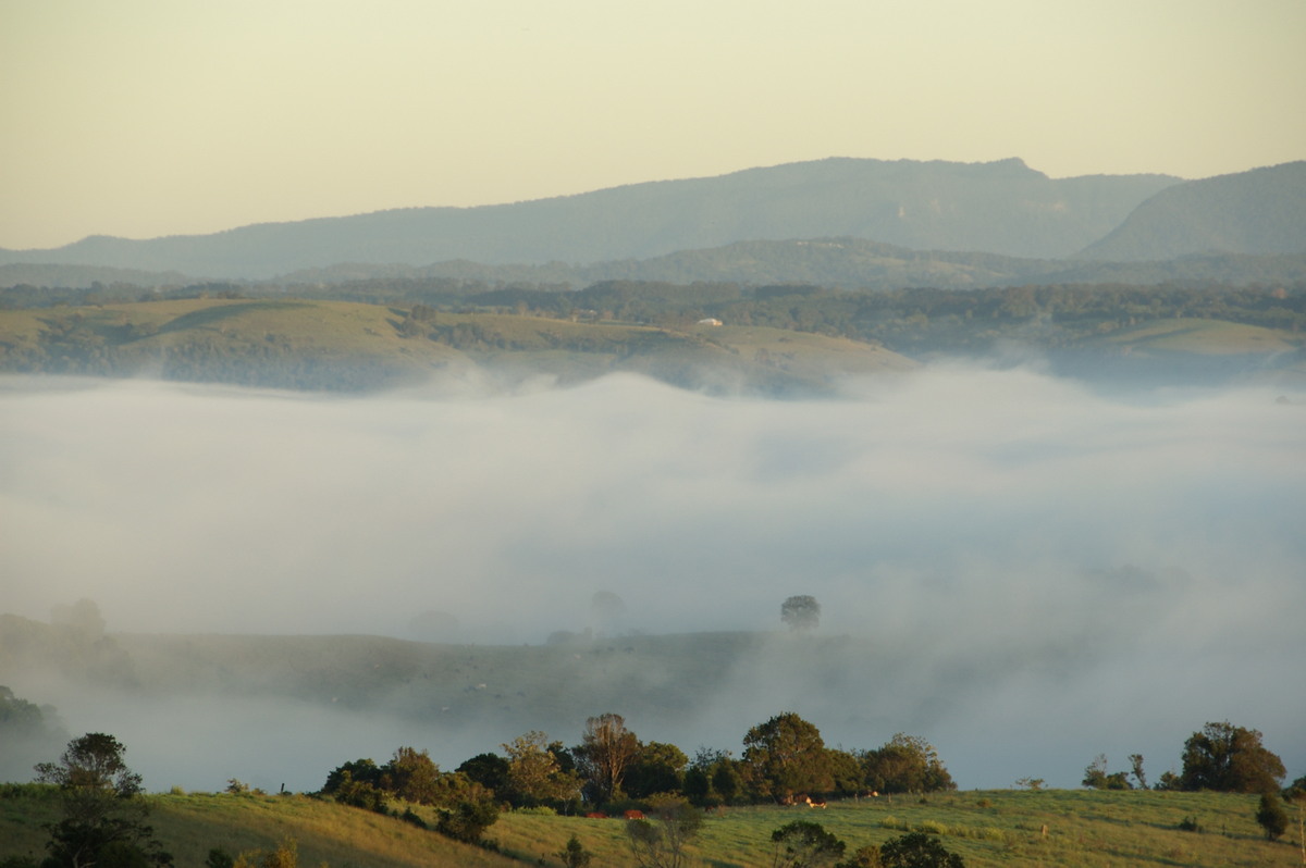 fogmist fog_mist_frost : McLeans Ridges, NSW   23 February 2008