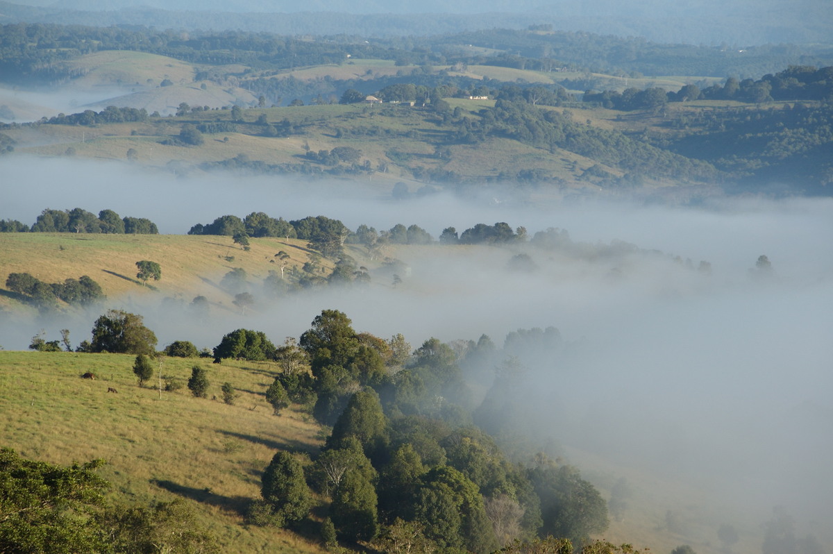 fogmist fog_mist_frost : McLeans Ridges, NSW   31 March 2008