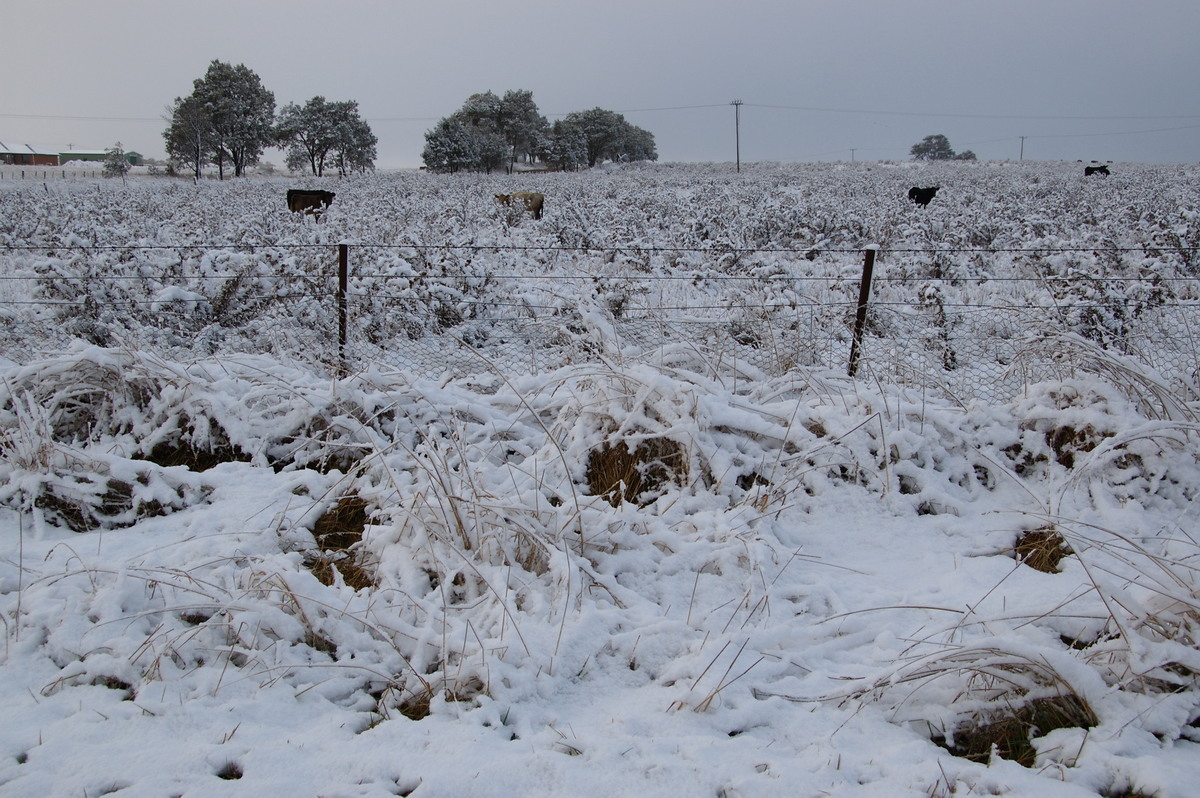 snow snow_pictures : Guyra, NSW   18 May 2008