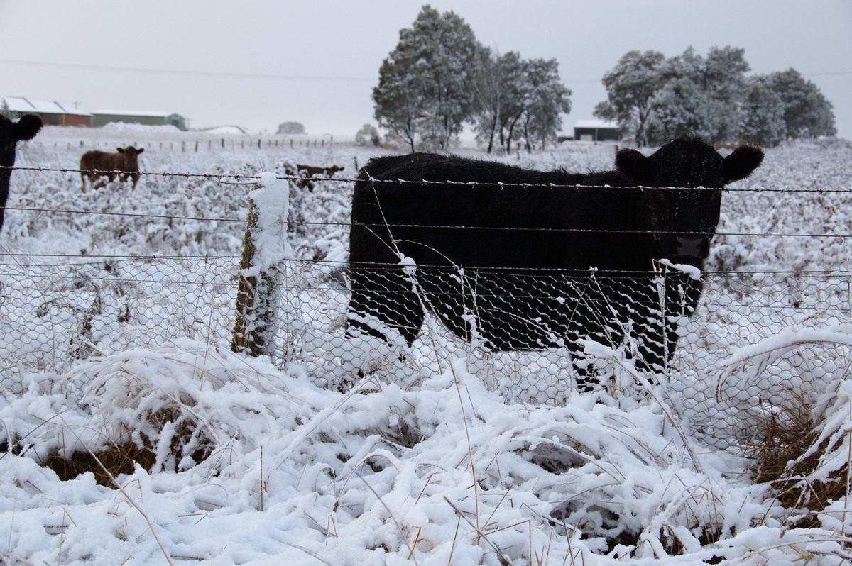 snow snow_pictures : Guyra, NSW   18 May 2008