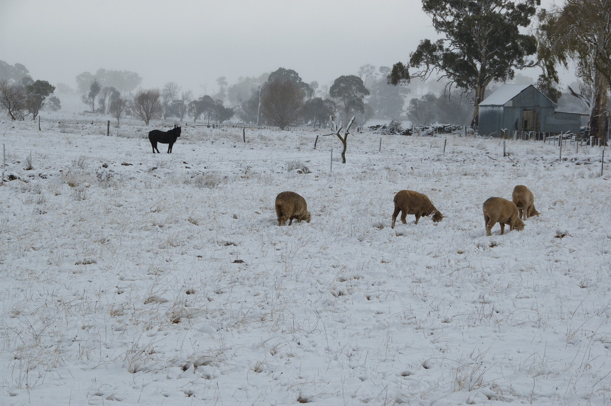 snow snow_pictures : Guyra, NSW   18 May 2008