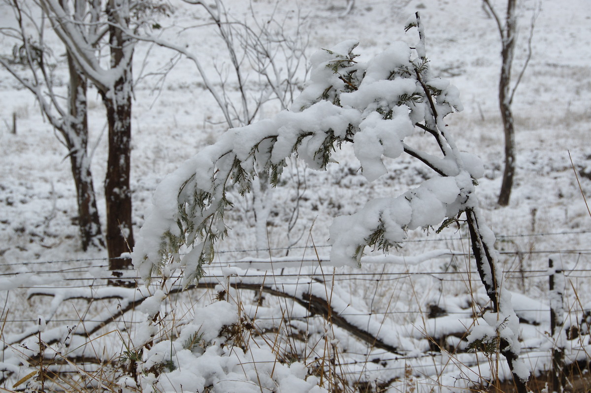 snow snow_pictures : Ben Lomond, NSW   18 May 2008