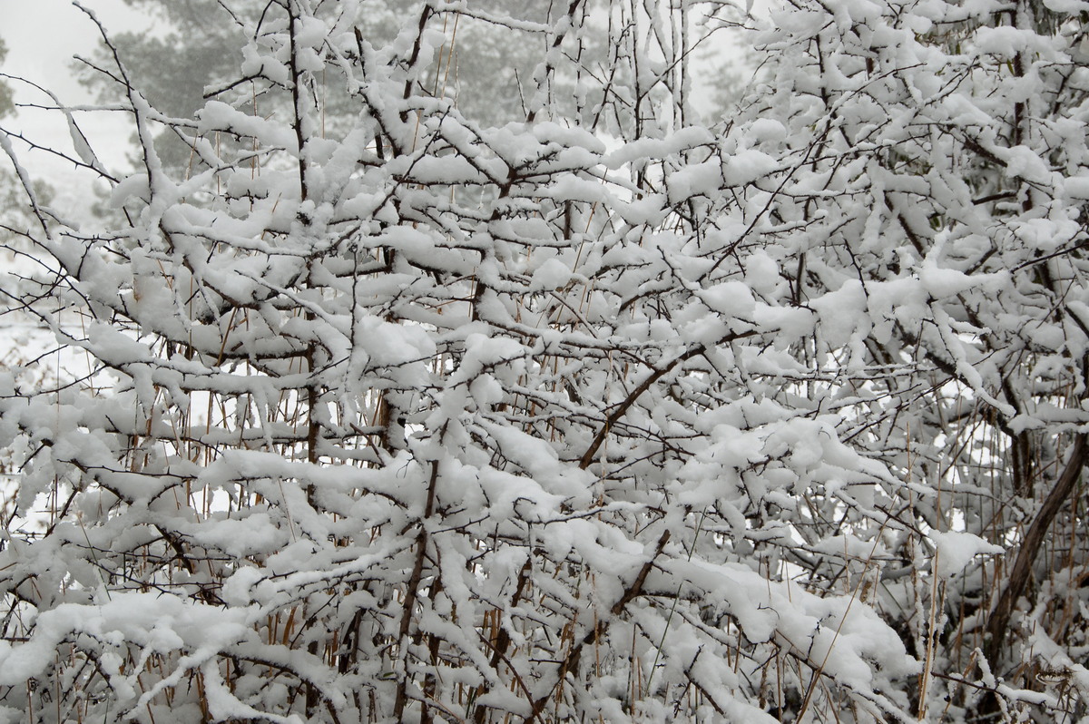 snow snow_pictures : Ben Lomond, NSW   18 May 2008