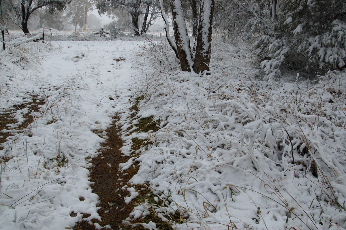 snow snow_pictures : Ben Lomond, NSW   18 May 2008