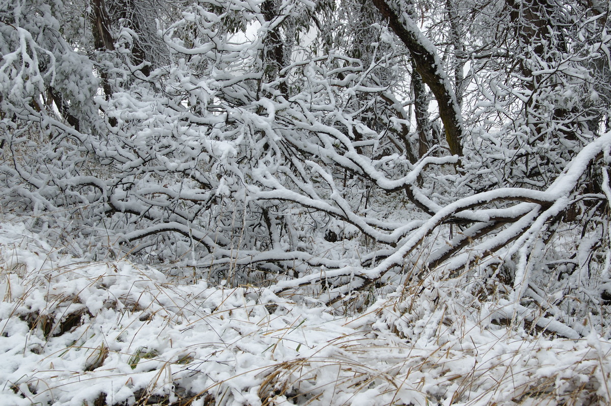 snow snow_pictures : Ben Lomond, NSW   18 May 2008