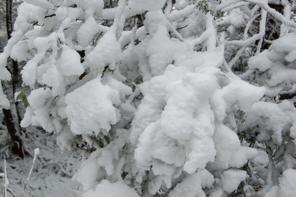 snow snow_pictures : Ben Lomond, NSW   18 May 2008