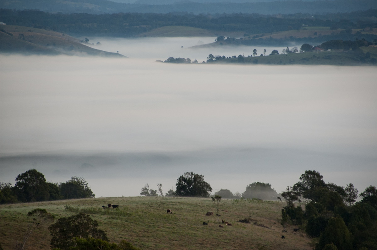 fogmist fog_mist_frost : McLeans Ridges, NSW   26 June 2008