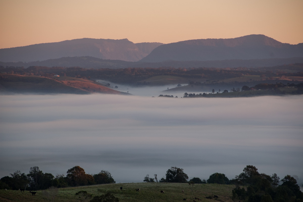 fogmist fog_mist_frost : McLeans Ridges, NSW   26 June 2008