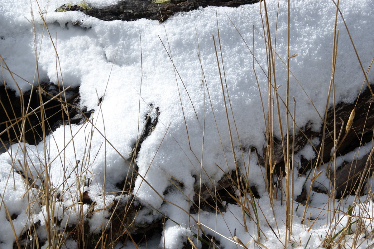 snow snow_pictures : Ben Lomond, NSW   28 July 2008