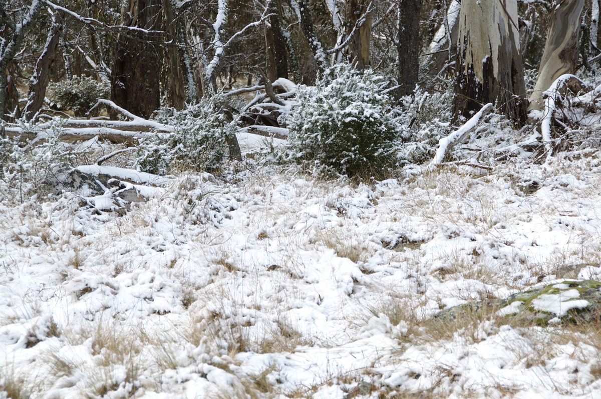 snow snow_pictures : Ben Lomond, NSW   28 July 2008