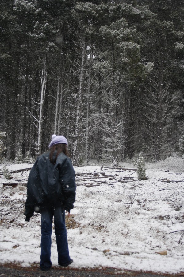 snow snow_pictures : near Shooters Hill, NSW   10 August 2008