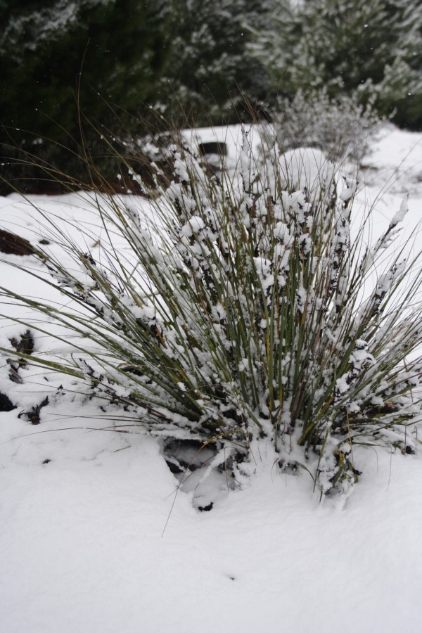 snow snow_pictures : S of Shooters Hill, NSW   10 August 2008