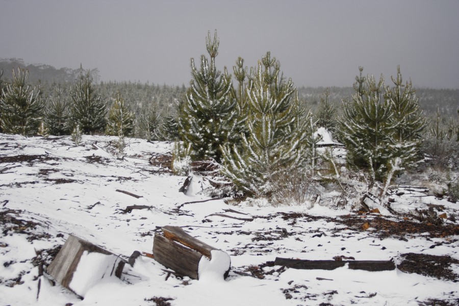 snow snow_pictures : S of Shooters Hill, NSW   10 August 2008