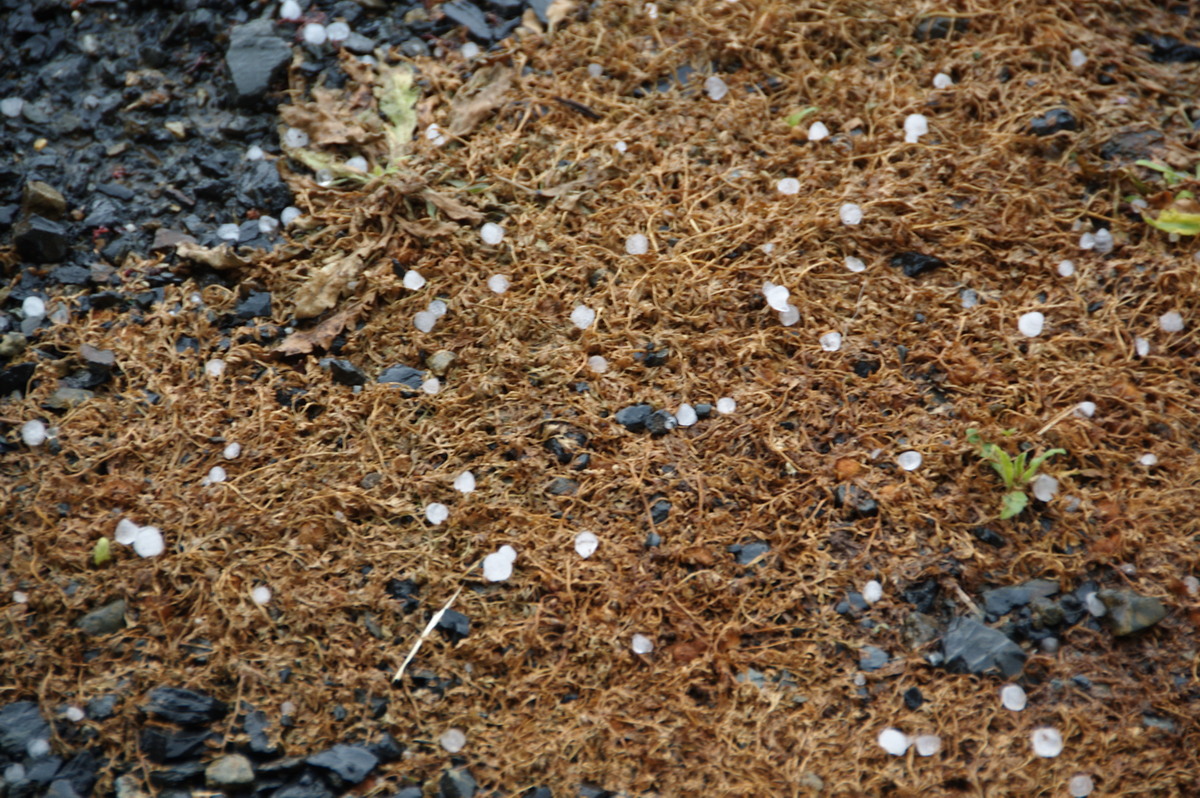 hailstones hail_stones : McLeans Ridges, NSW   27 August 2008