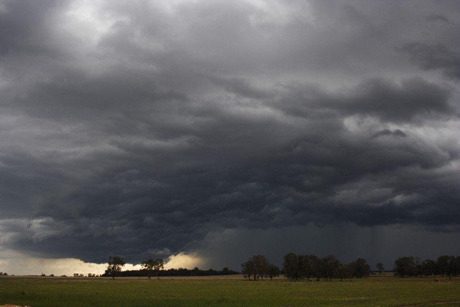 cumulonimbus thunderstorm_base : Dunedoo, NSW   10 October 2008