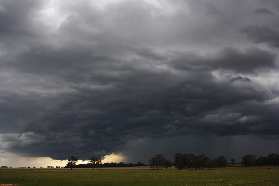 shelfcloud shelf_cloud : Dunedoo, NSW   10 October 2008