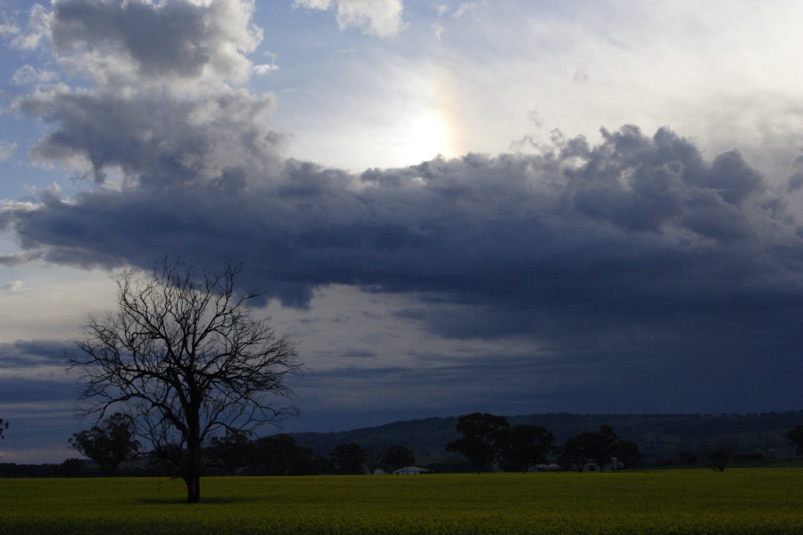 anvil thunderstorm_anvils : Coolah, NSW   10 October 2008