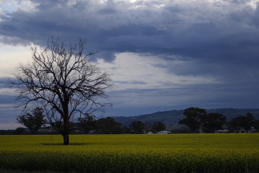 favourites jimmy_deguara : Coolah, NSW   10 October 2008