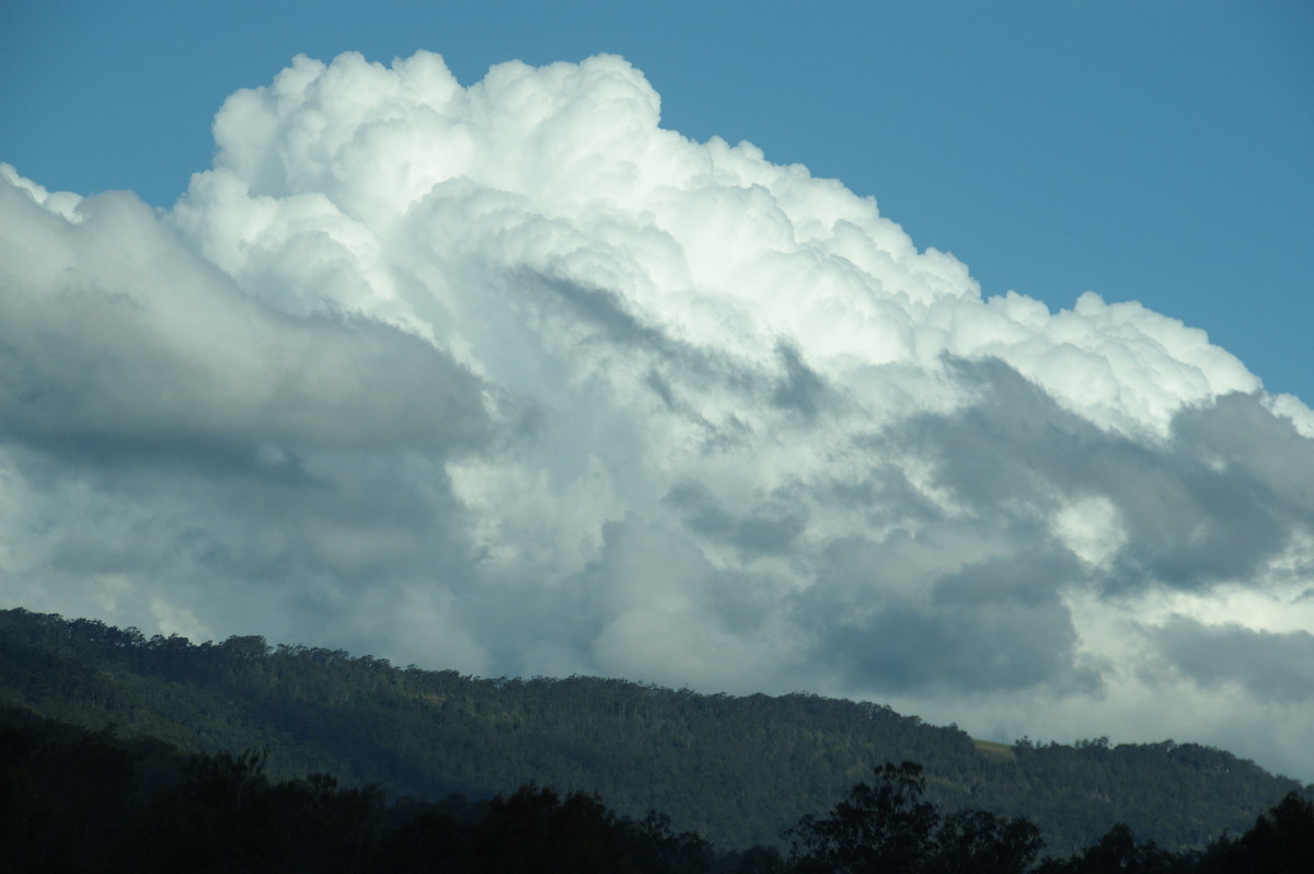 cumulus congestus : near Canungra, QLD   25 October 2008