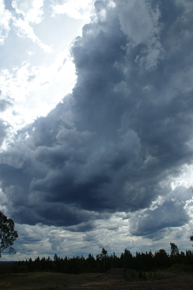 cumulus congestus : Whiporie, NSW   15 November 2008