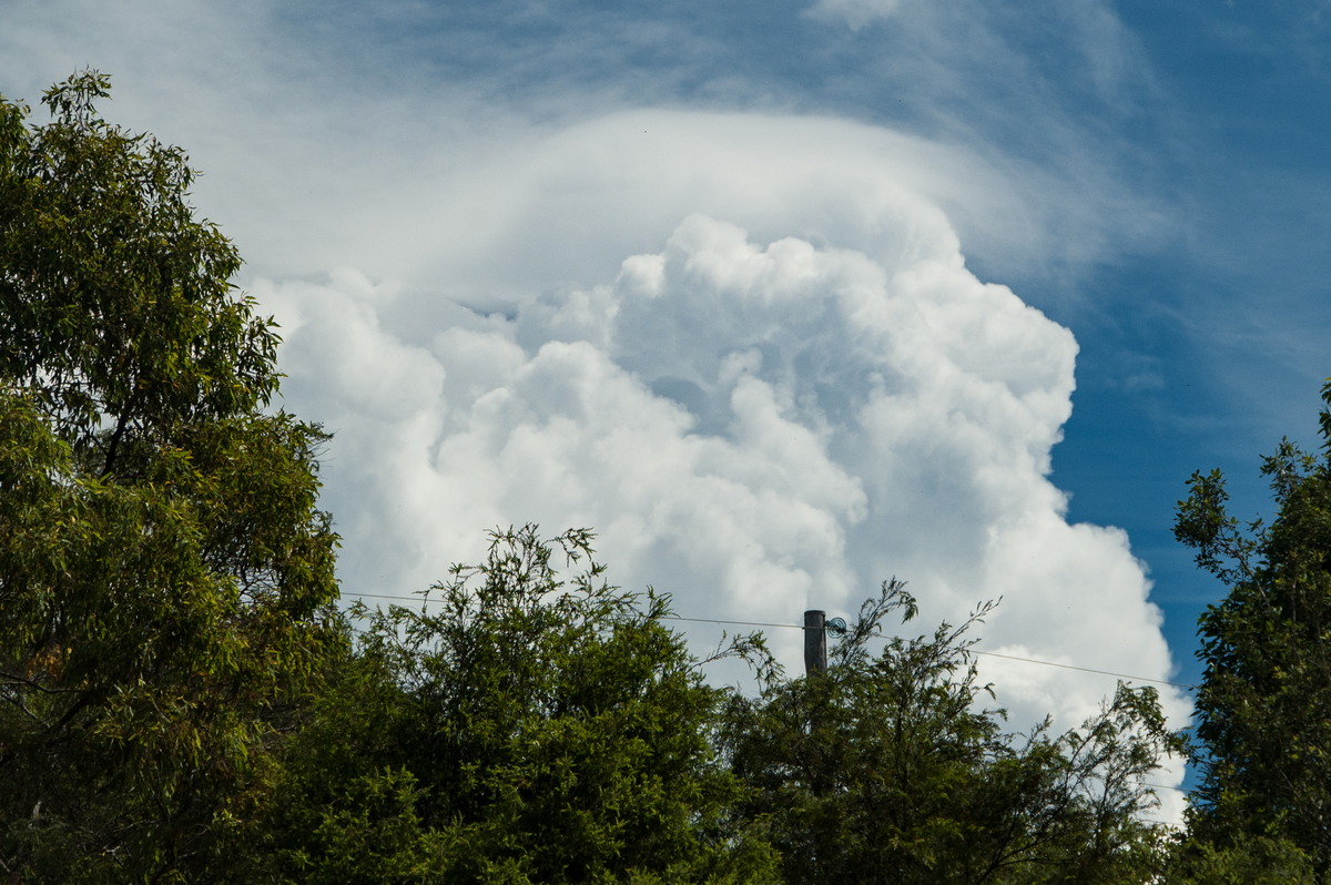 pileus pileus_cap_cloud : McLeans Ridges, NSW   20 November 2008