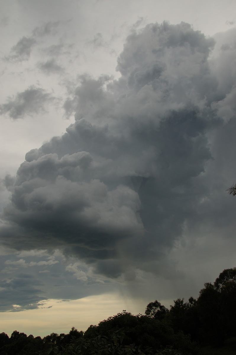 cumulus congestus : McLeans Ridges, NSW   20 November 2008