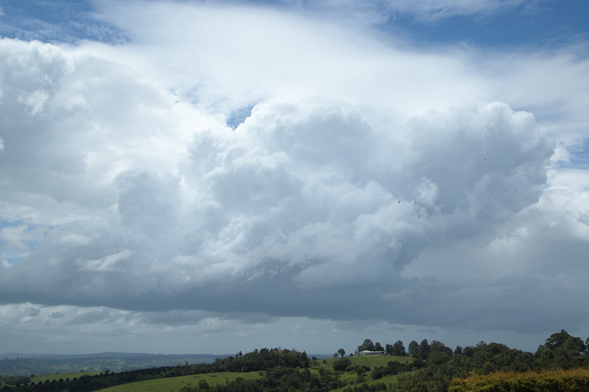 cumulus congestus : McLeans Ridges, NSW   25 November 2008