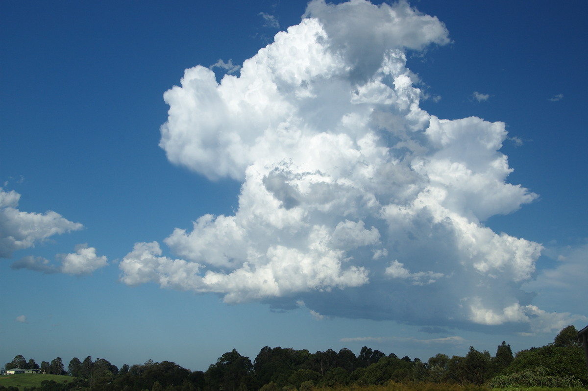 cumulus congestus : McLeans Ridges, NSW   19 December 2008