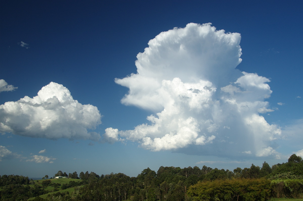 cumulus congestus : McLeans Ridges, NSW   19 December 2008