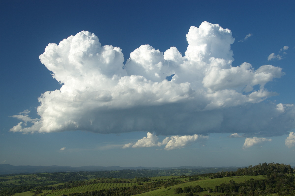 cumulus congestus : McLeans Ridges, NSW   19 December 2008