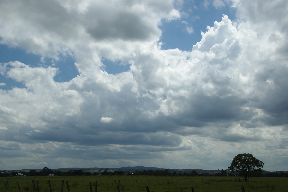 cumulus congestus : N of Casino, NSW   24 December 2008