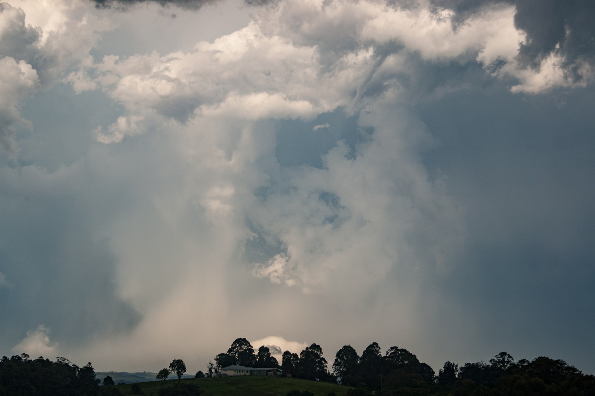 favourites michael_bath : McLeans Ridges, NSW   30 December 2008